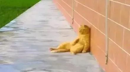 猫圈玄学,十橘九渣