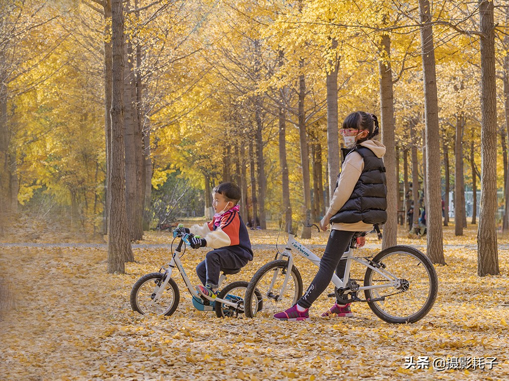 北京看银杏树林最好的地方,丰台区银杏林地址