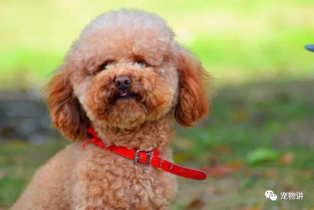 养泰迪还是养哈士奇,养泰迪是养一只还是两只