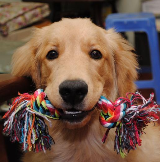 金毛犬怎么挑选好的,金毛犬怎样挑选品相