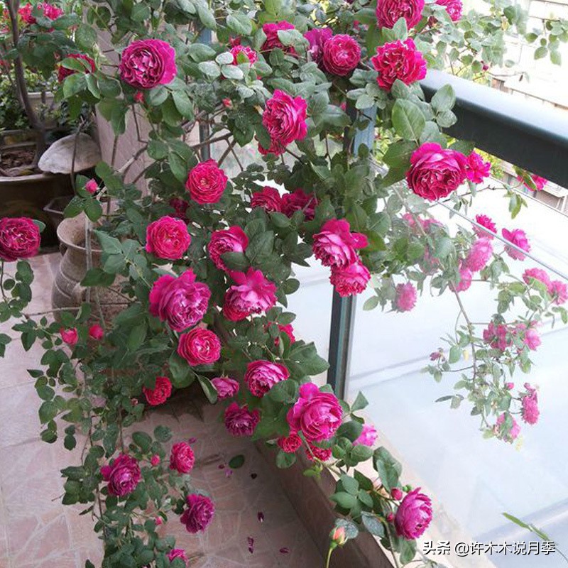 月季从小苗到大苗如何养,藤本月季花苗修剪教程