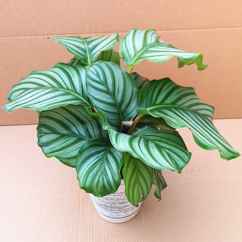 适合阳光暴晒的观叶绿植,适合室内养的高端观叶绿植