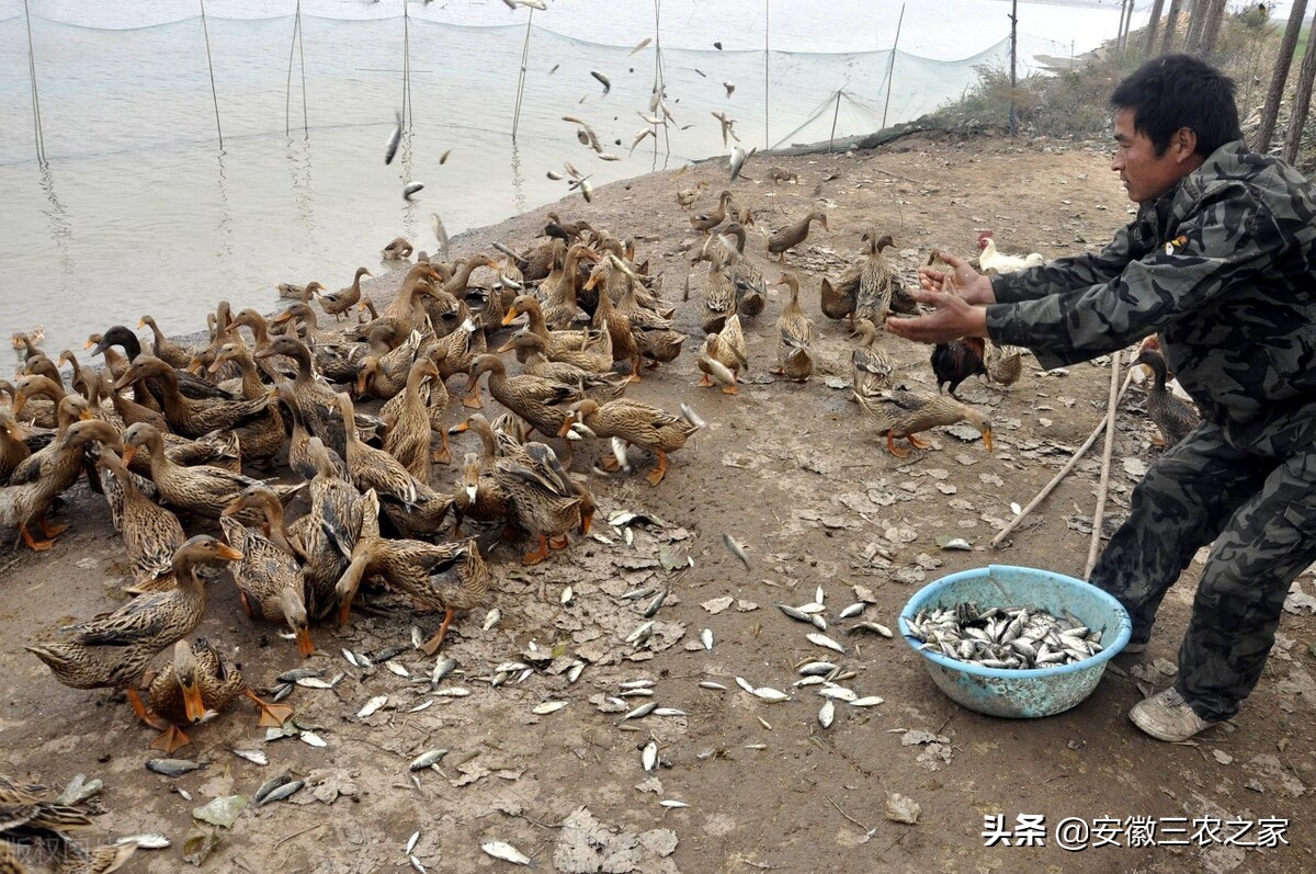 回乡创业养羊之路,返乡创业养鸡好做吗