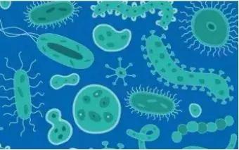 菌群在呼吸道和口腔炎症和感染中的作用