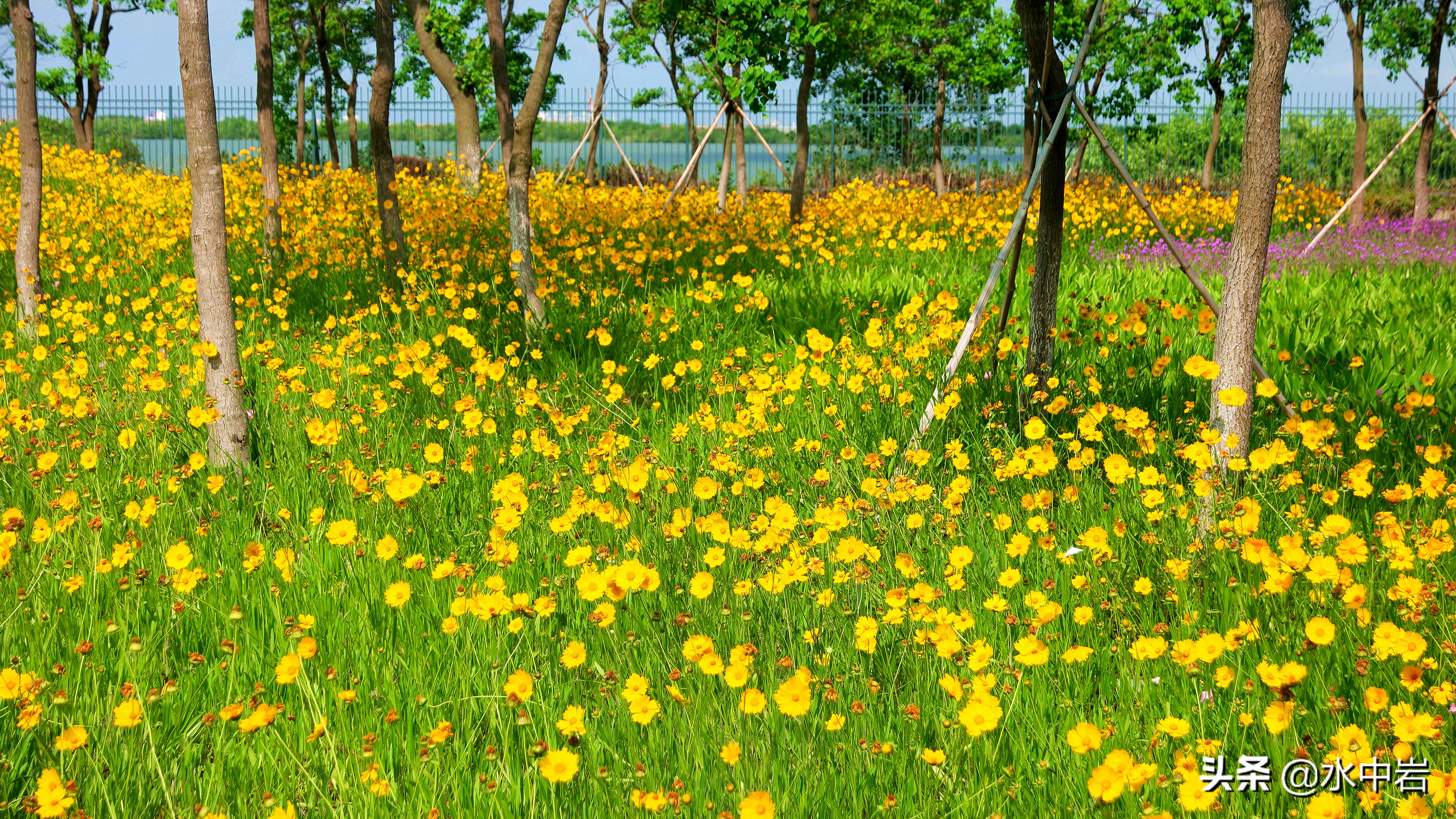 长江流域发生了几次大型洪涝灾害,江苏历史上遭遇的洪水