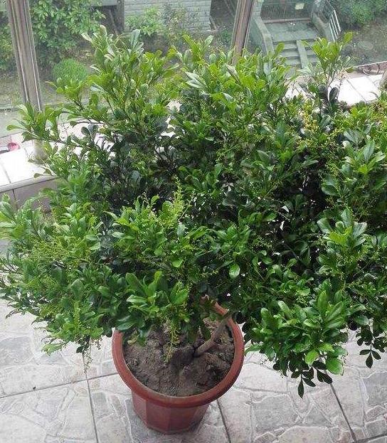 家庭盆栽米兰如何养护和浇水图片,家庭如何养好米兰花盆栽