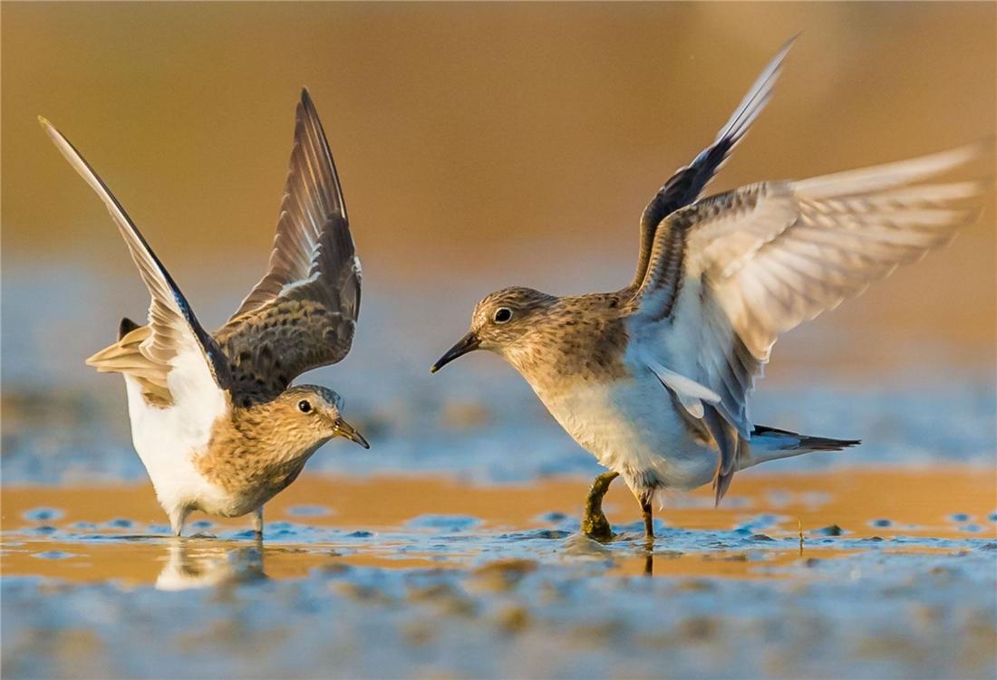 鸟中好爸爸!雌鸟只负责下蛋,孵卵与育幼的任务全留给雄鸟