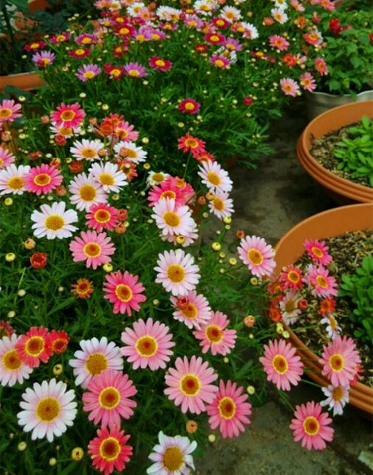 玛格丽特菊花换盆后变软怎么回事,玛格丽特菊花怎么养才不会枯萎