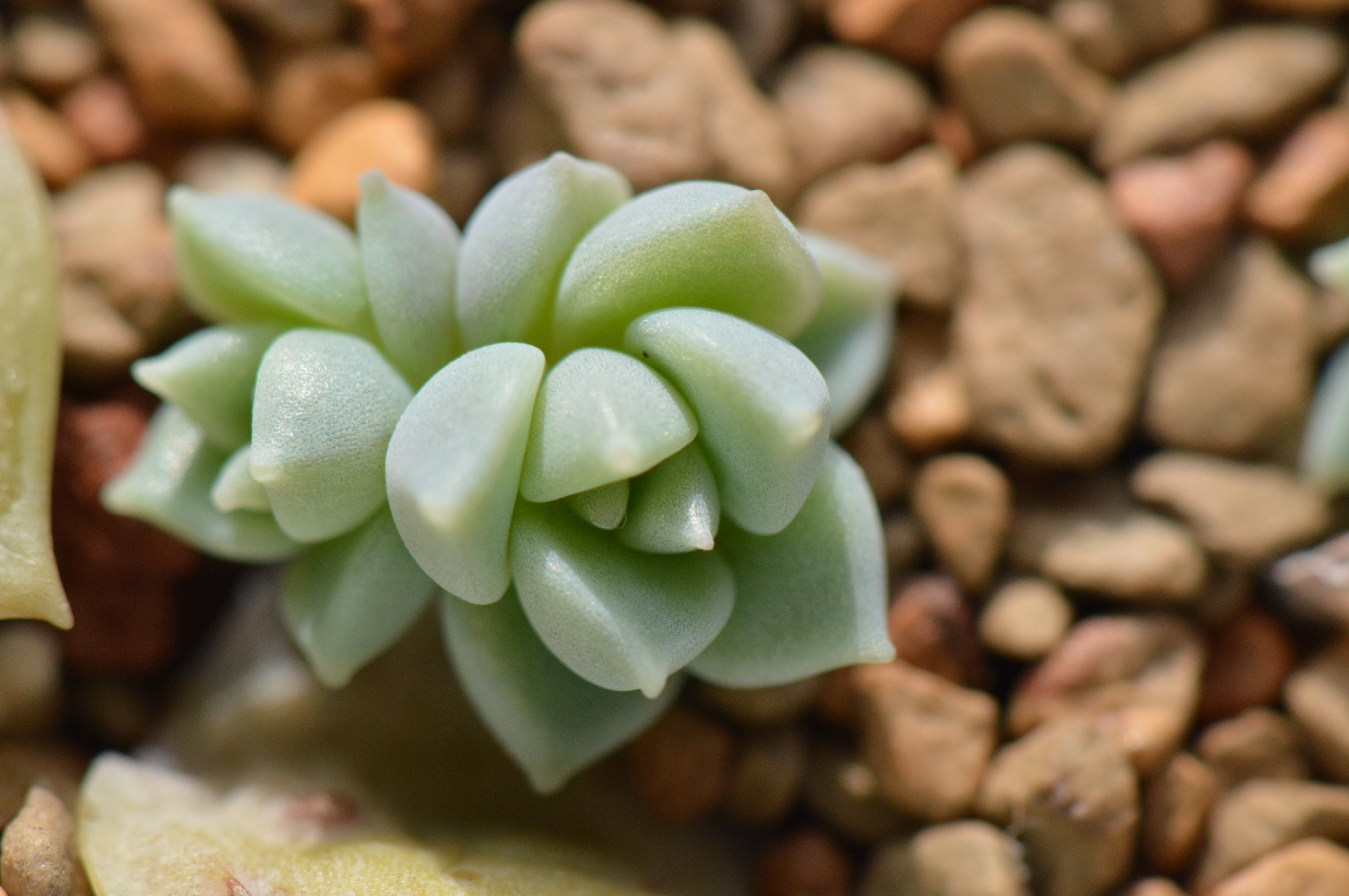 清欢养肉｜优生优育的白牡丹，让你从几片叶子跻身多肉大户