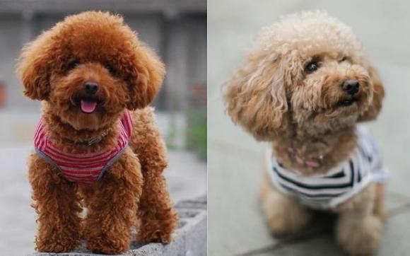 养狗，我劝你别养泰迪犬，原因有5个