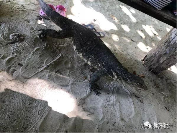 巨蜥像退休大爷休闲漫步；满海的活珊瑚、海葵…国家公园开岛啦