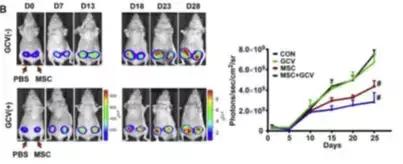 干细胞治疗肺癌症靠谱吗,造血干细胞治疗癌症