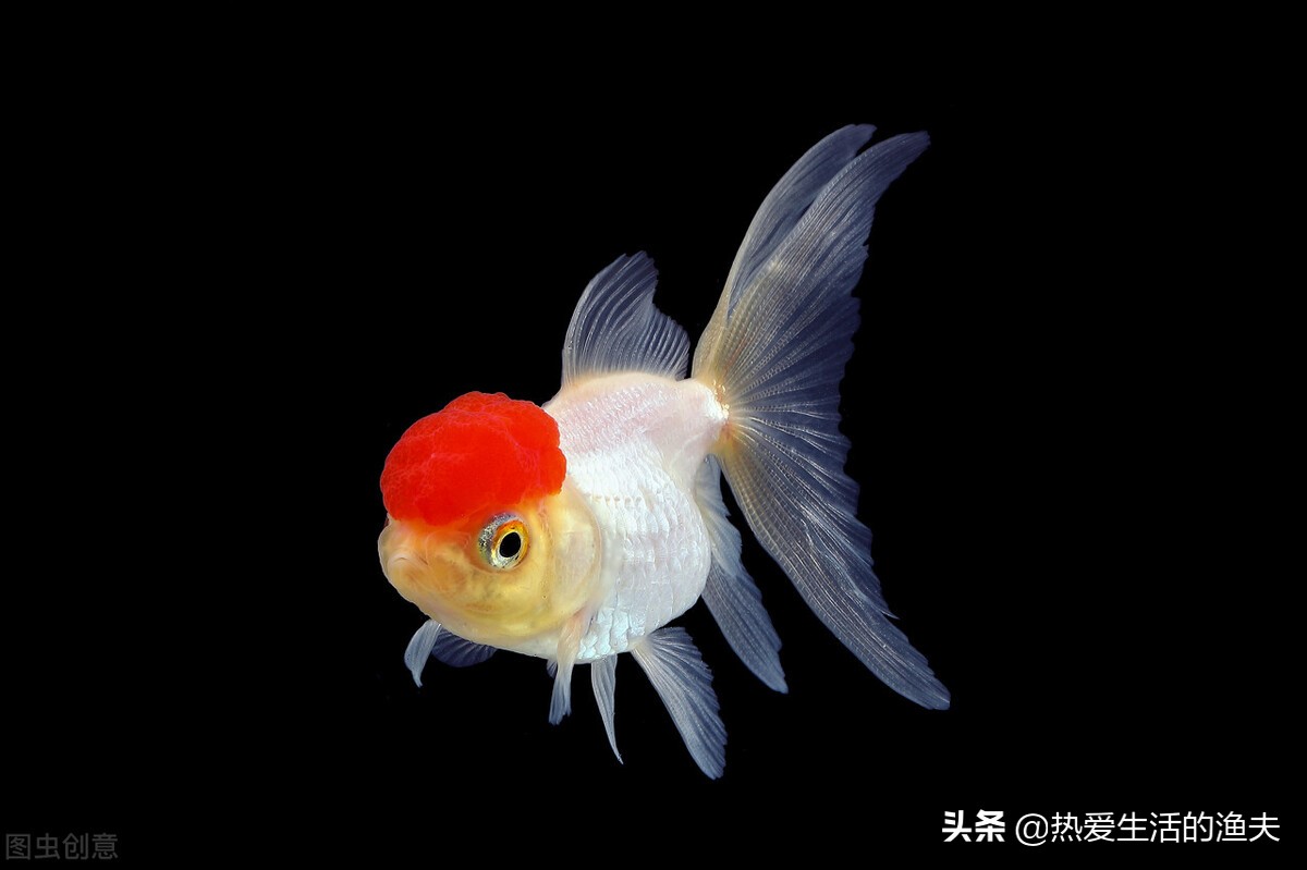 金鱼体表出血粘液过多不进食,金鱼出血最快治疗方法