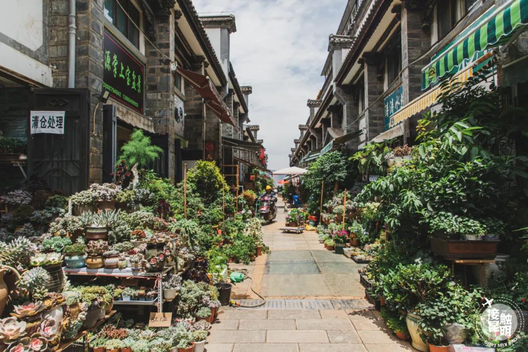逛逛园博花鸟市场,园博花鸟市场攻略