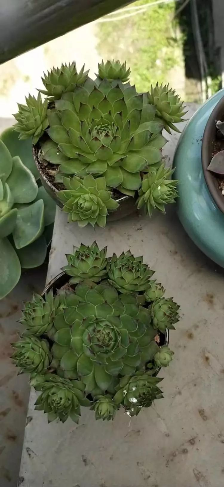 适合学生党养的多肉,适合大学宿舍长期养的多肉