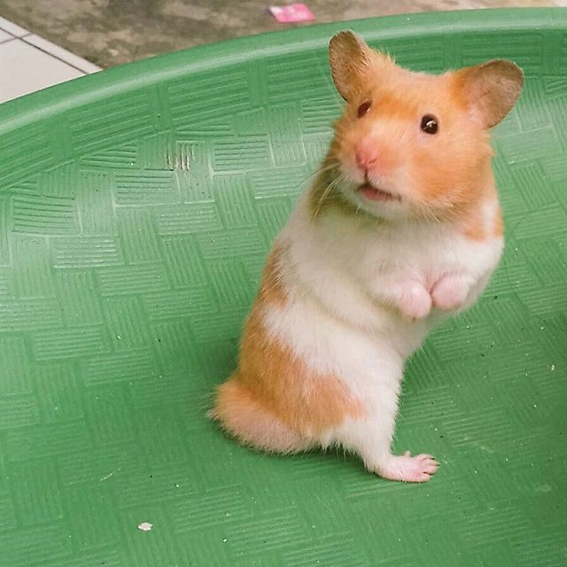 仓鼠幼鼠每天的食量,仓鼠为什么一直往颊囊塞东西