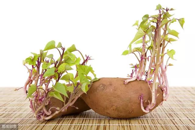 猪吃饲料中毒症状,猪吃豆粕中毒怎么办