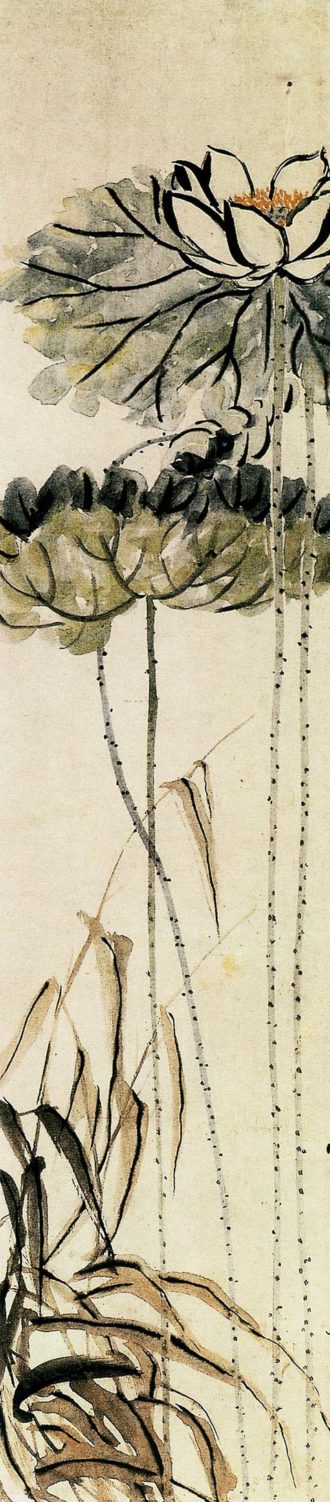 「转」这么美的荷花，千年荷韵