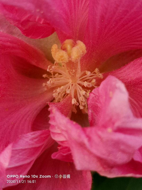 这种花通常用来比作美丽的女子，有人拿来做药，还有人当野菜吃