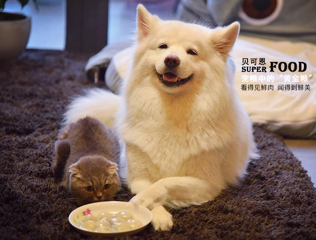 狗狗尿路感染临床表现,狗狗尿路感染用什么药治疗