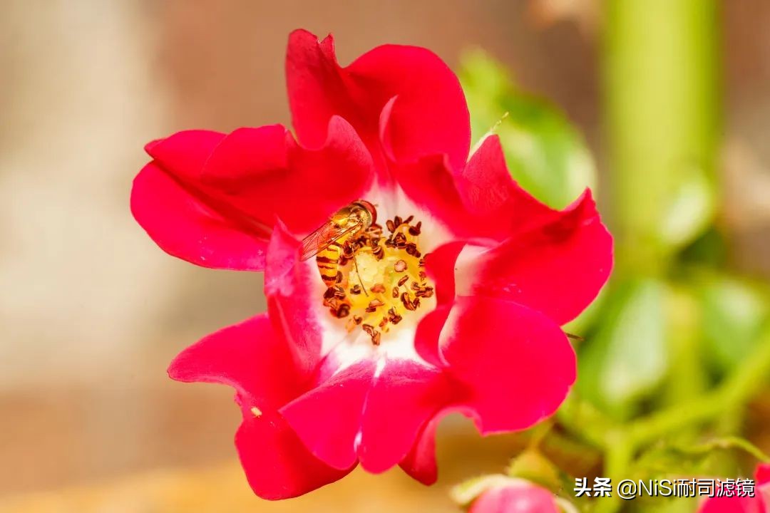 nisi近摄镜放大倍率,nisi偏振镜评测