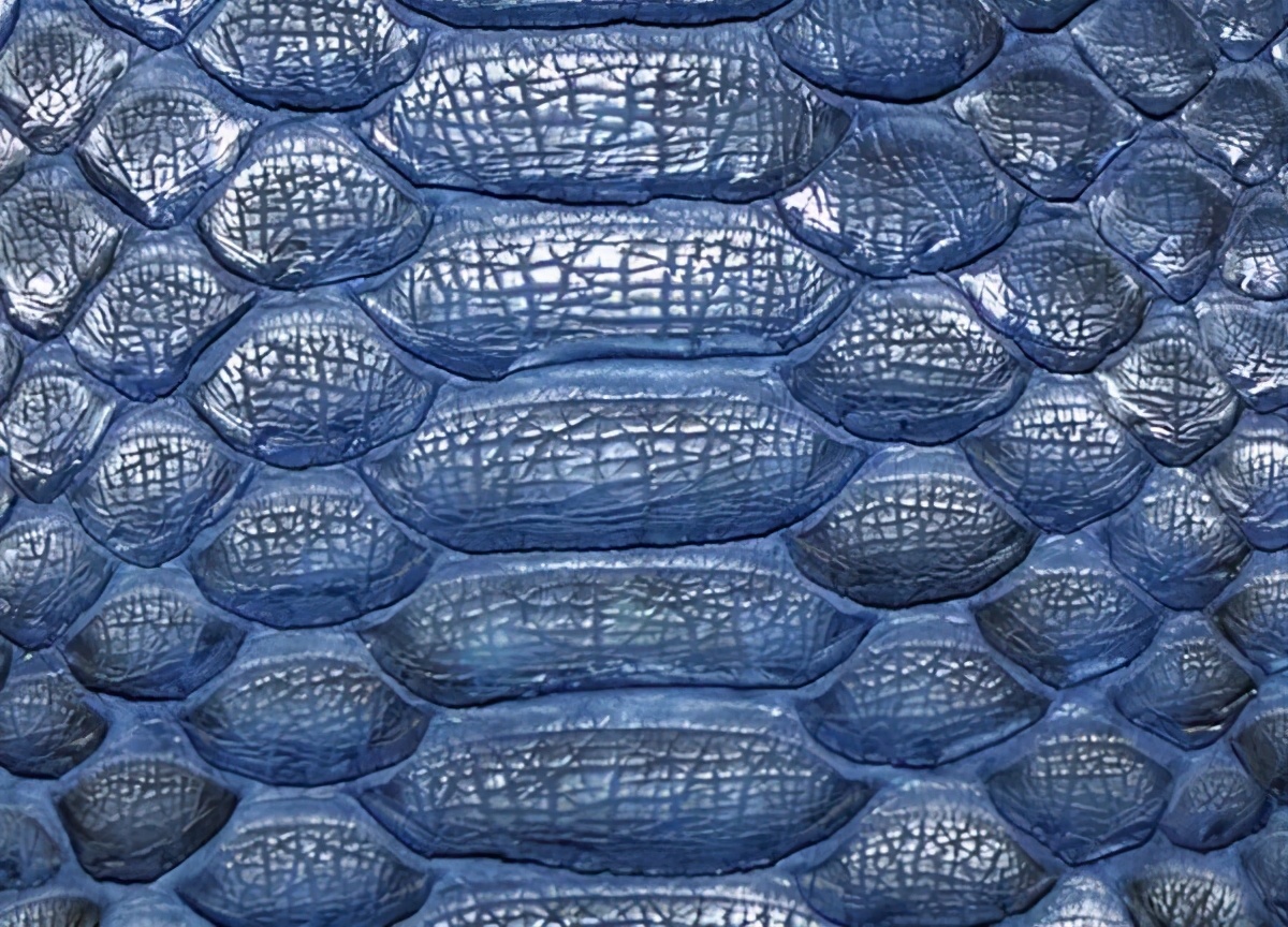 如何鉴定蛇皮包包 (如何辨别蛇皮包真假)