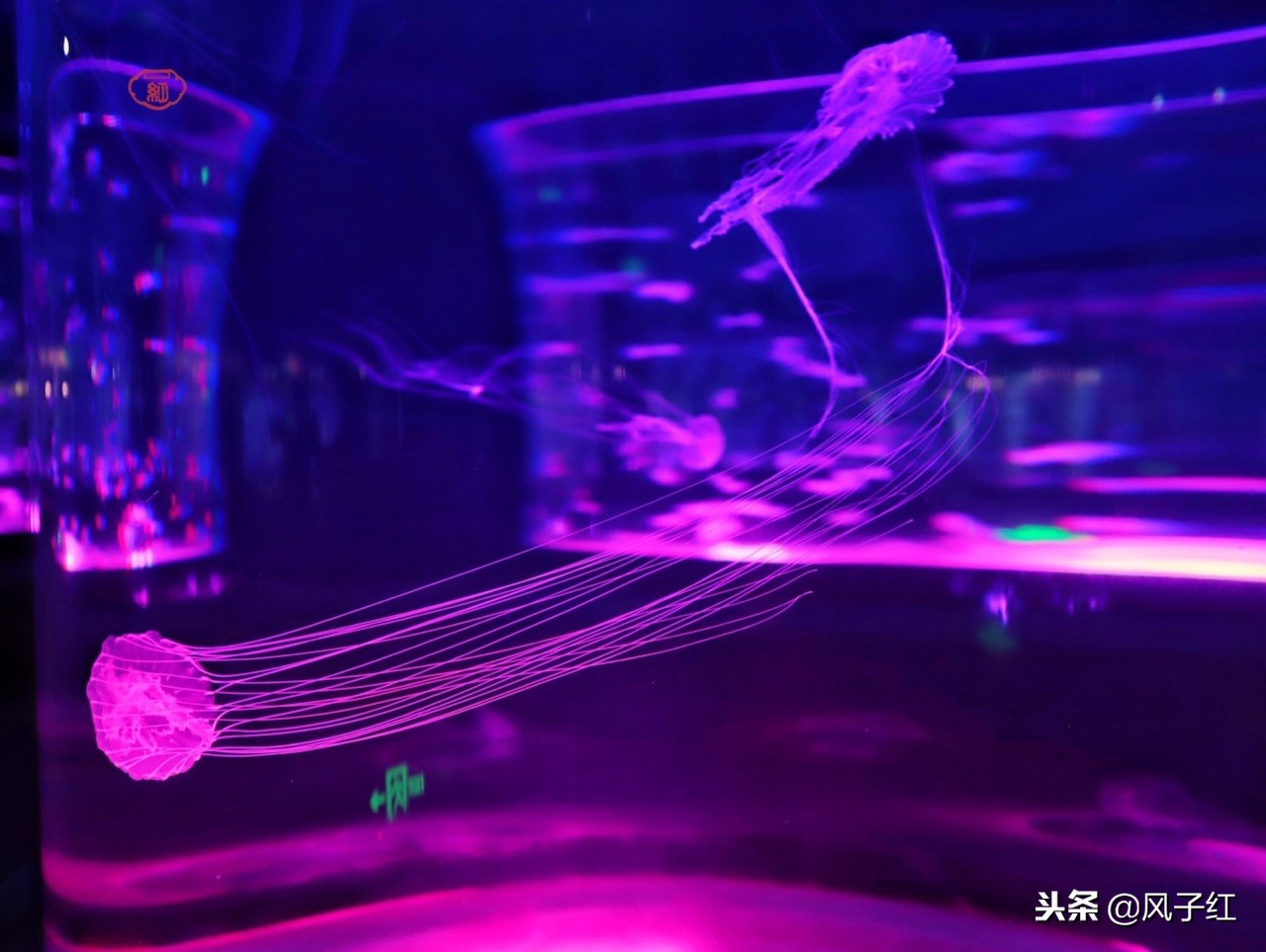 上海新地标丨海昌海洋公园一日游园玩法攻略