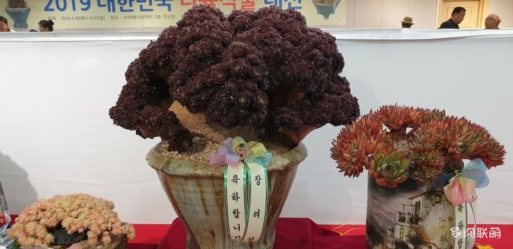 多肉欣赏韩国多肉,多肉欣赏秀妍