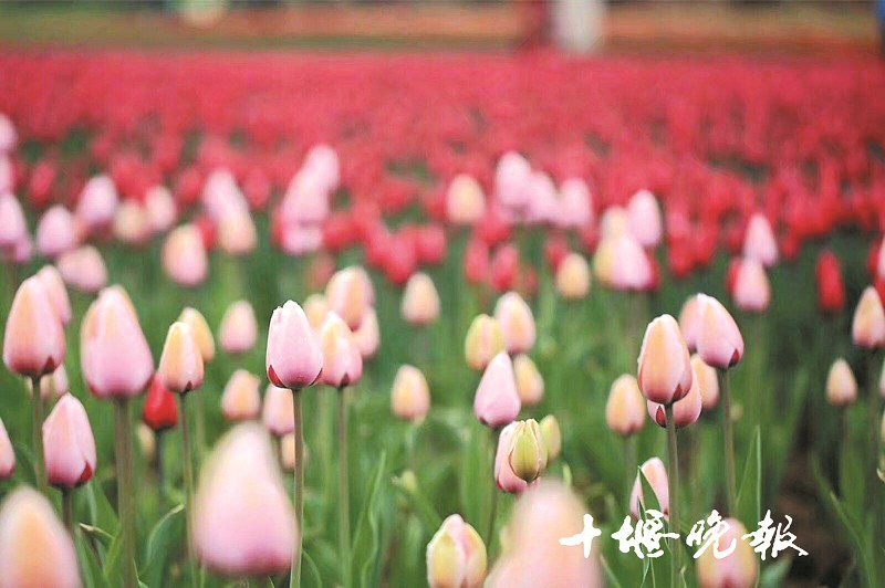 十堰文旅行业防疫复工两不误“云赏景”带你网上赏美景