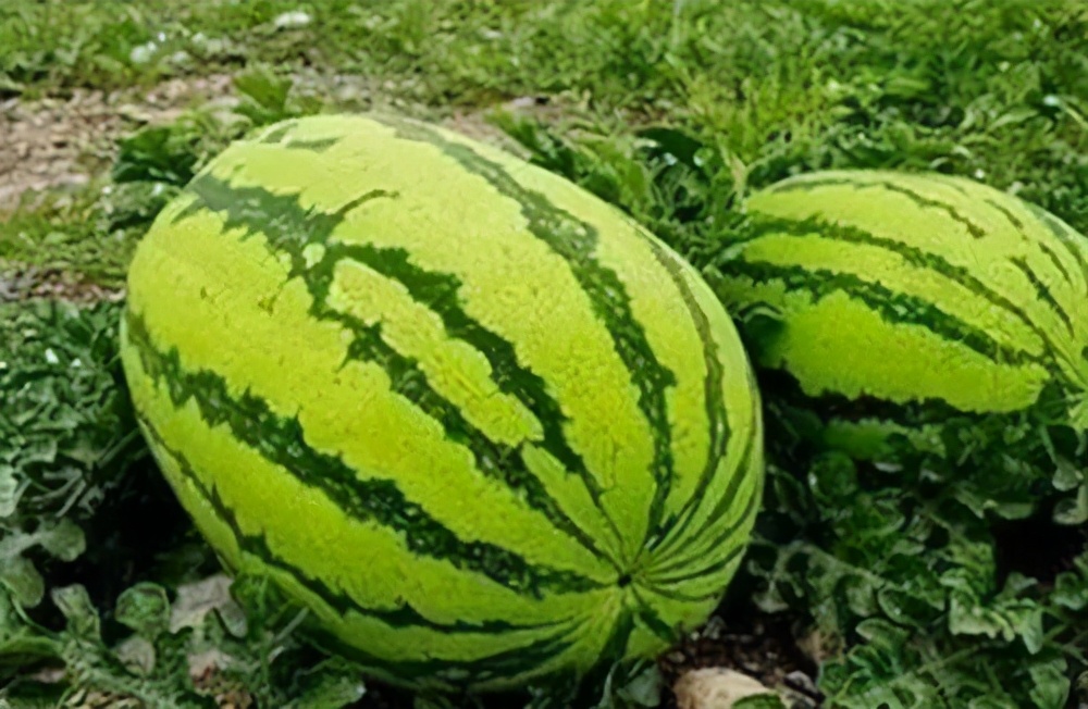 宁夏沙瓤瓜怎么挑,宁夏的灵武长枣和硒砂瓜哪个出名