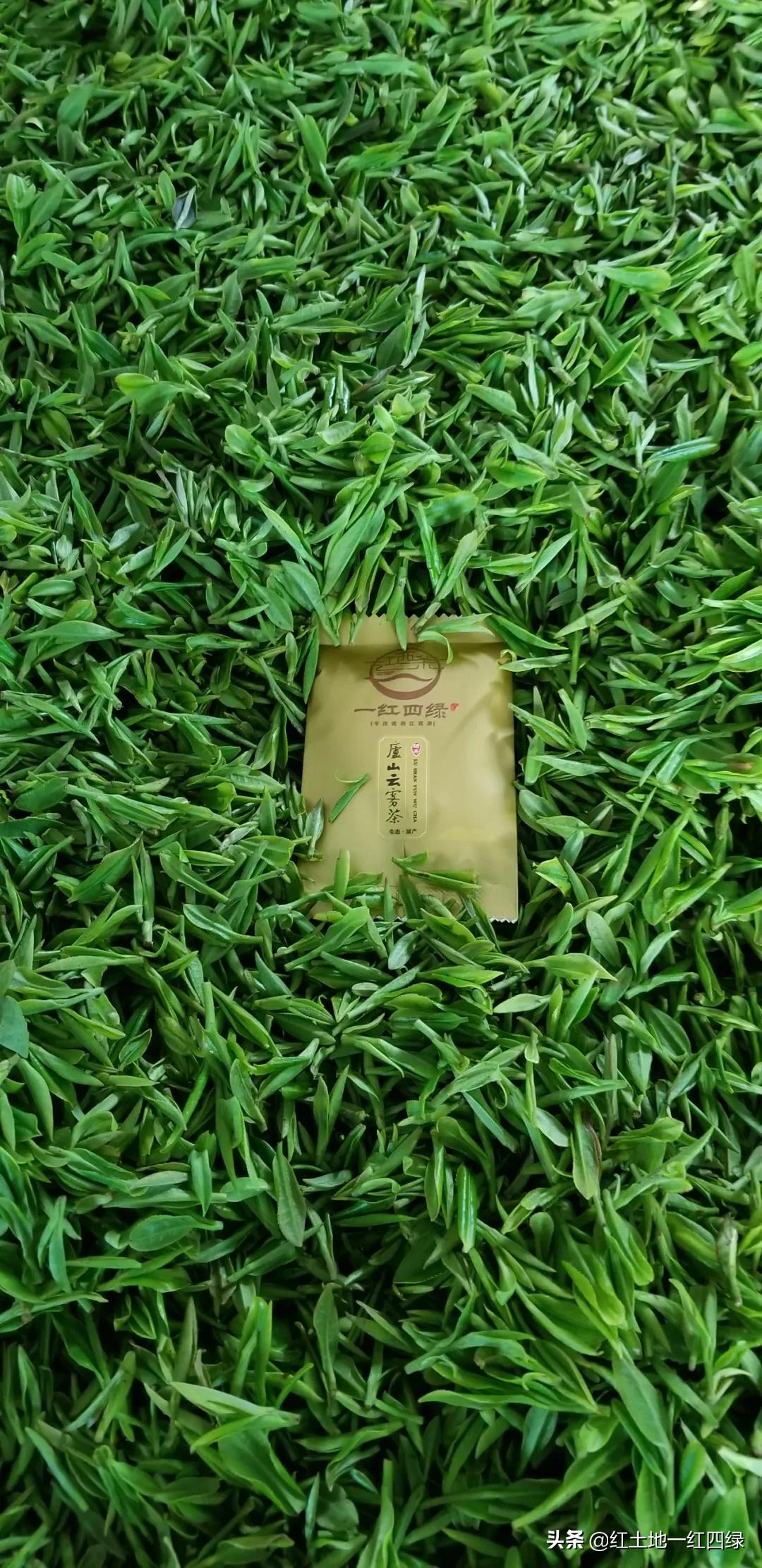 庐山云雾解读,庐山云雾短文图片