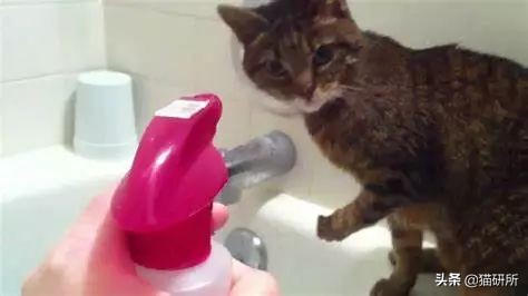 猫咪乱尿科学解释,猫咪乱尿是泌尿系统出问题了吗