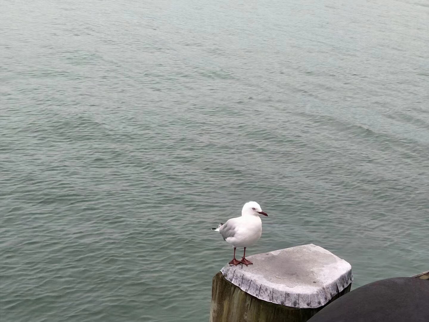 新西兰奥克兰北岸旅游,新西兰奥克兰北岛攻略