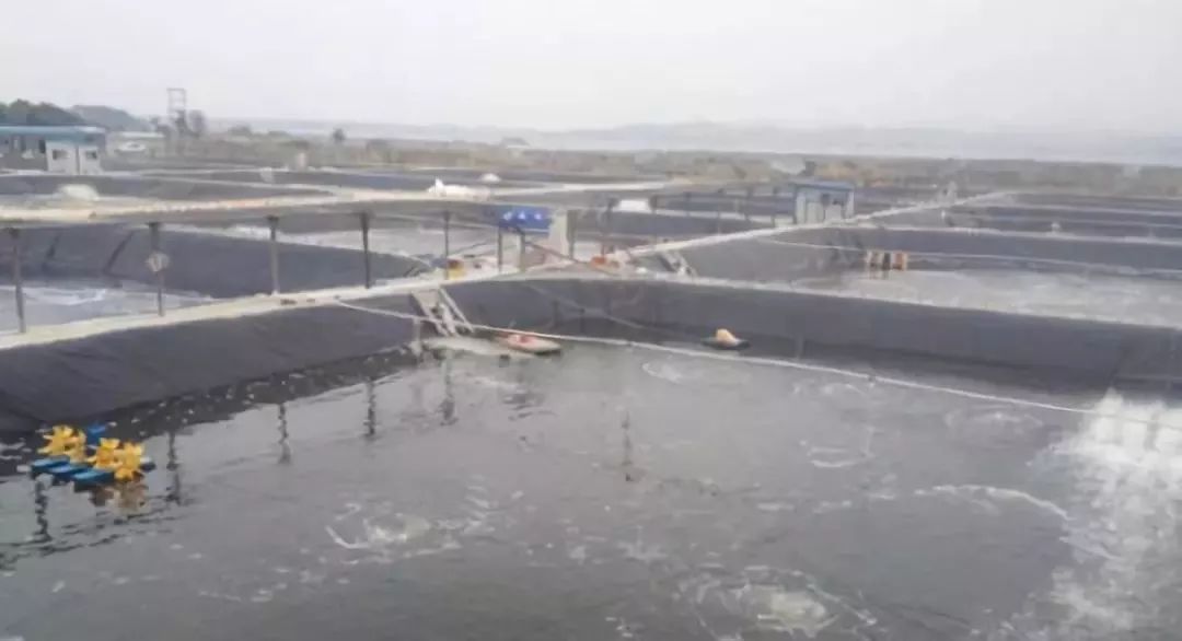 养虾的分享,养虾牛人对虾养殖技术视频