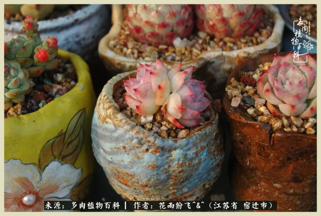 我家老臧：从反对到爱屋及乌的多肉守护人