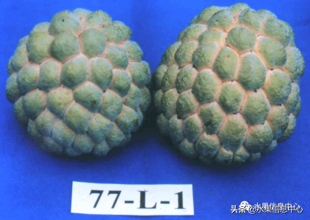 目前释迦最好的品种,粉色释迦