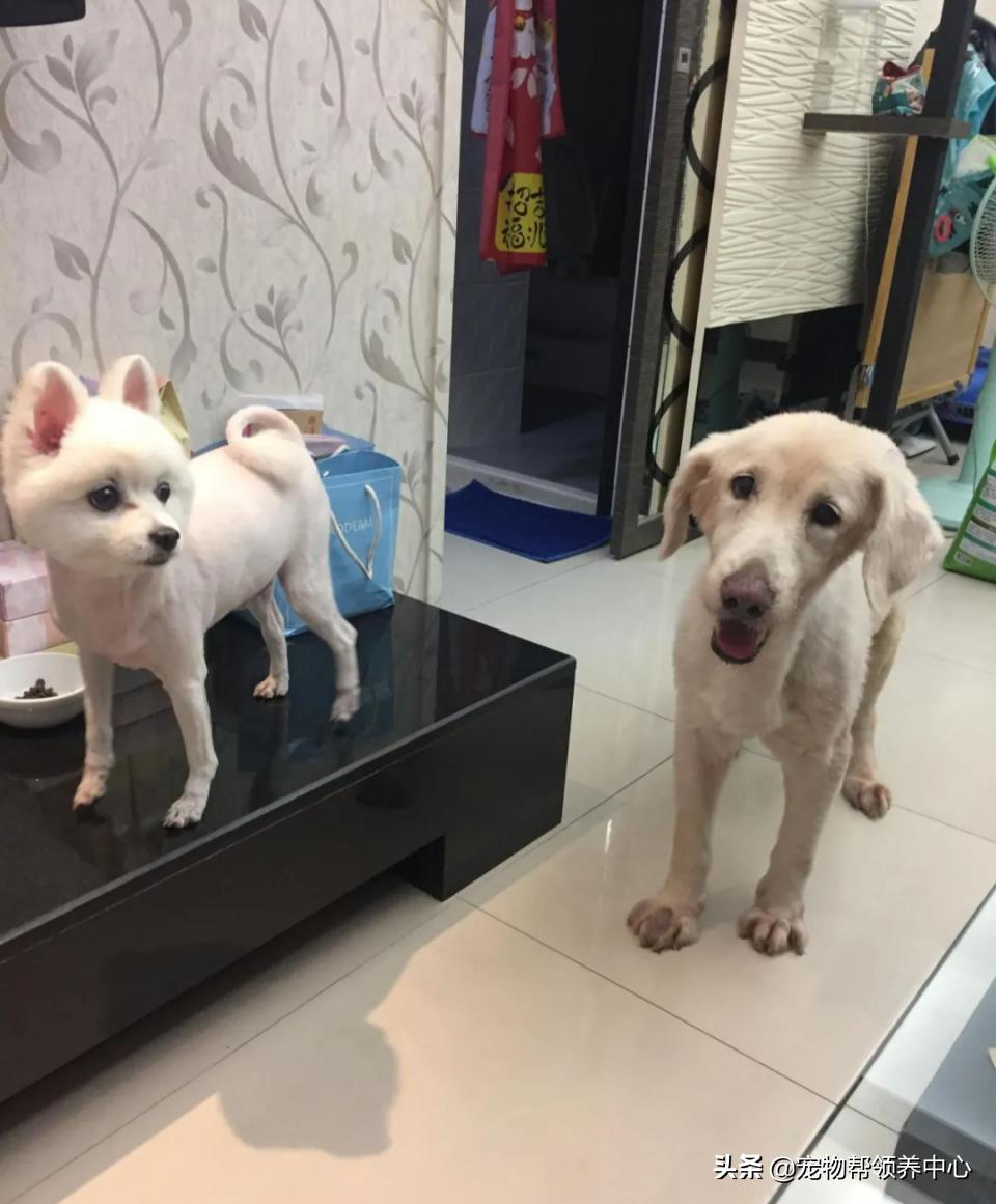 高龄金毛病危去世，主人自责没陪其身边：念念不忘，定有回响…