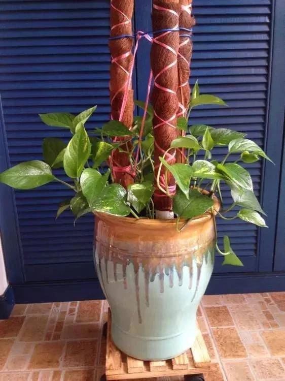 绿萝喜阴还是喜阳光好养些,绿萝喜阳还是喜阴喜干还是喜湿