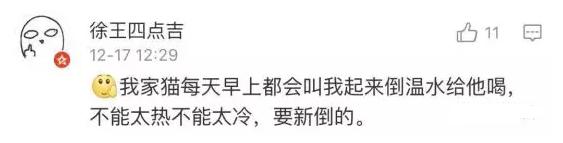 猫咪太聪明严重影响铲屎官脱单啊,猫咪所有的活力都留给了铲屎官