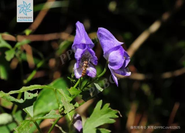 绣球花的花瓣好漂亮！等等，你确定那是花瓣？