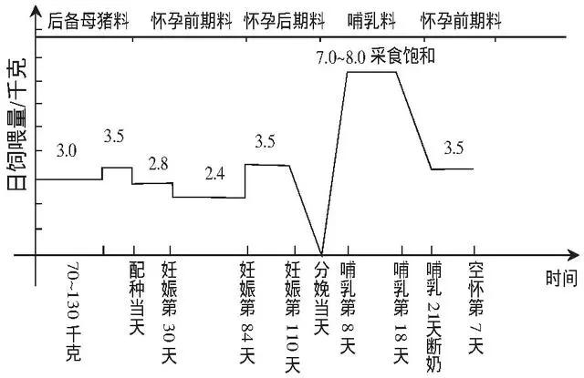 为什么母猪会出现不孕症？这七个原因最为常见
