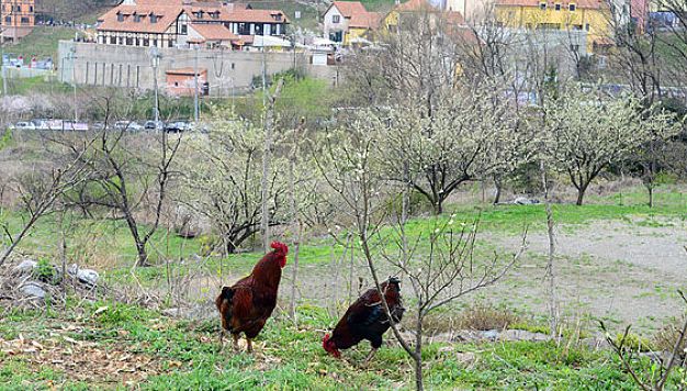 鸡过料为什么那么难治,鸡过料严重用什么土方法
