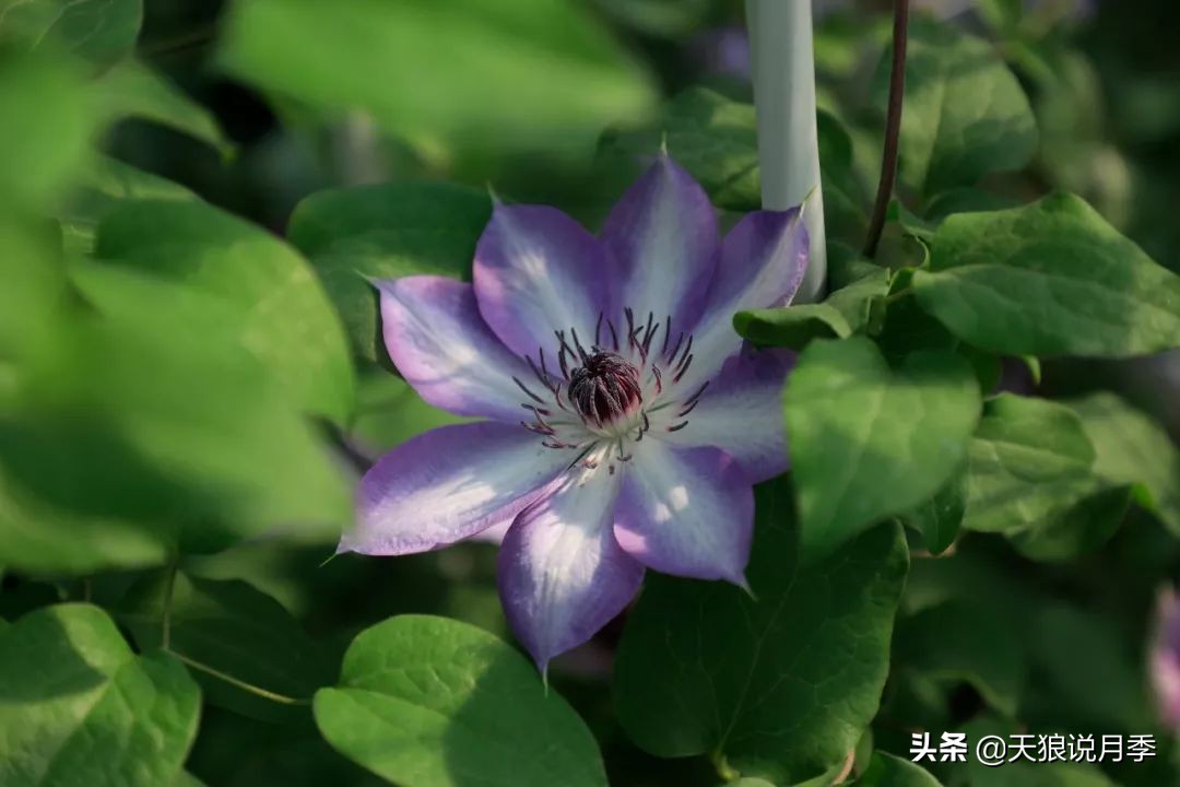 天狼月季优惠活动时间,天狼月季618活动