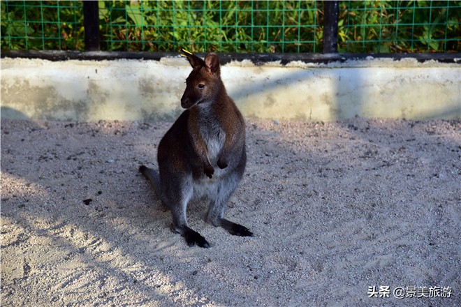 佛山南丹山有株鹦鹉树，几百只鹦鹉在晒秋取暖准备过冬