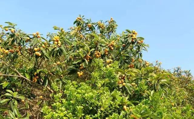 开阳最好吃的枇杷,皮薄多汁的枇杷