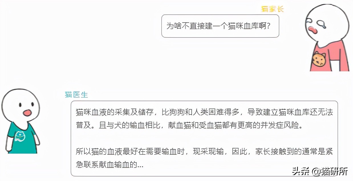 猫咪大部分是什么血型,猫咪的血型有哪几种