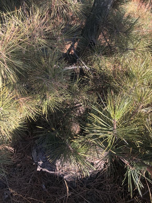 精品黑松盆景大全,精品黑松盆景欣赏