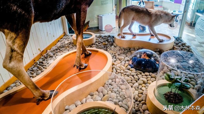 加拿大多伦多生活日记,加拿大多伦多留学生活纪实