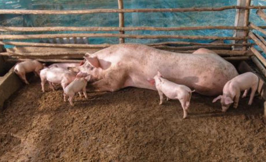 猪圈臭气闻多了会怎么样,猪圈有腥臭味是怎么回事