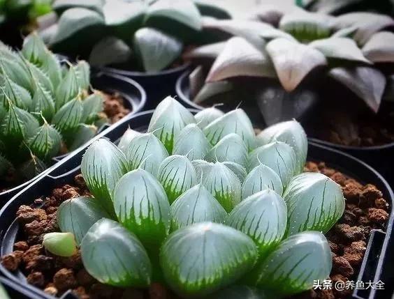 世界名贵花图片大全集,世界上最漂亮名贵的花卉